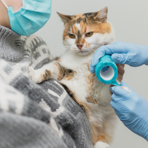 Picture for category Medical Supplies